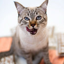 Weasy Food Gatos | Comida natural para gatos